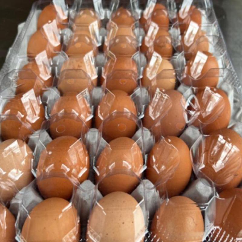(영암로컬푸드) 월출산 무항생제 재래 청리 유정란 계란 40구 2.4kg